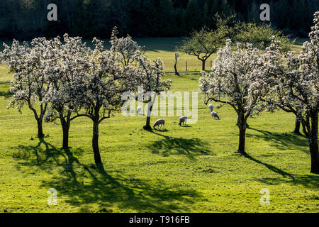 Die Schaf- und Neugeborene Lämmer grasen in der Frühlingssonne in Ruckle Farm Provincial Park auf Salt Spring Island, British Columbia, Kanada Stockfoto