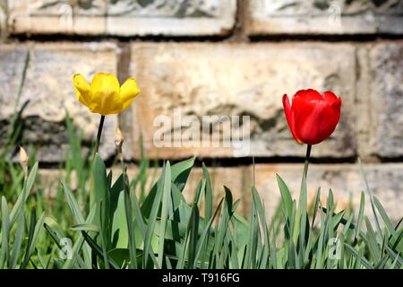 Rote und gelbe Tulpen oben dunkelgrüne Blätter mit Stein Wand im Hintergrund auf warmen und sonnigen Frühling wächst Stockfoto