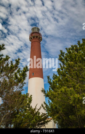 Barnegat Leuchtturm auf Long Beach Island, NJ, durch grosse immergrüne Pinien umgeben an einem sonnigen Frühlingstag mit blauen Himmel mit Wolken Stockfoto