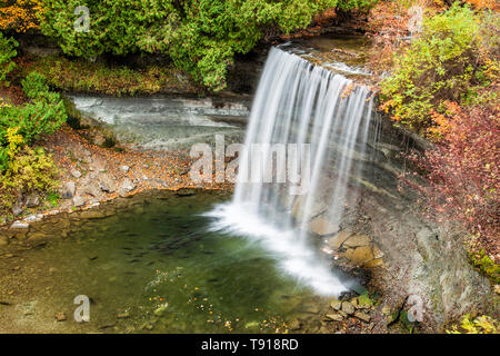 Laichenden Lachse im Pool an der Basis der Bridal Veil Falls, Kagawong, Manitoulin Island, Ontario, Kanada Stockfoto