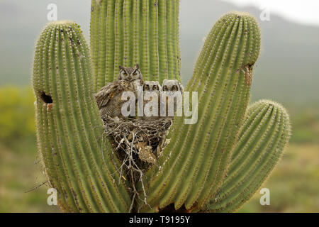 Groe gehrnten Eulen, (Bubo virginianus), im Nest in Saguaro Kaktus,  (Carnegiea gigantea), und vergoldeten Flicker (Colaptes chrysoides)  arbeiten am Nest, So Stockfotografie - Alamy