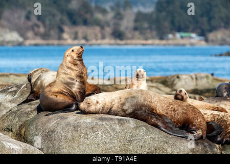 Stellar Seelöwe (Eumetopias jubatus), Hornby Island, Vancouver Island, BC, Kanada Stockfoto