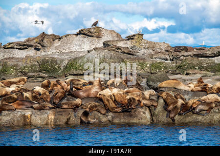 Stellar Seelöwe (Eumetopias jubatus), Hornby Island, Vancouver Island, BC, Kanada Stockfoto