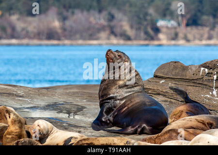 Stellar Seelöwe (Eumetopias jubatus), Hornby Island, Vancouver Island, BC, Kanada Stockfoto