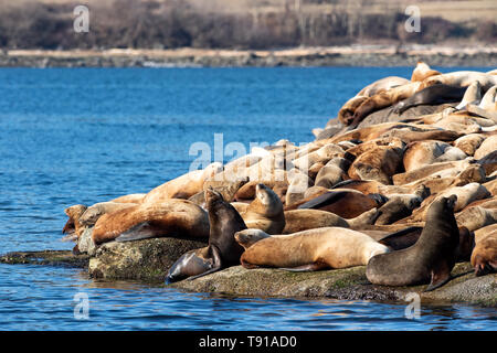 Stellar Seelöwe (Eumetopias jubatus), Hornby Island, Vancouver Island, BC, Kanada Stockfoto