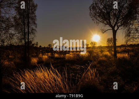 Die Sonne über einen einsamen Australischen Wüste außerhalb eines Campingplatzes baden die letzten Dinge der Natur mit goldenen Strahlen Stockfoto