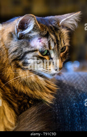 Pet- tabby Katze mit lila Stichen am Kopf Stockfoto