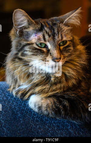 Pet- tabby Katze mit lila Stichen am Kopf Stockfoto