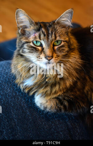 Pet- tabby Katze mit lila Stichen am Kopf Stockfoto