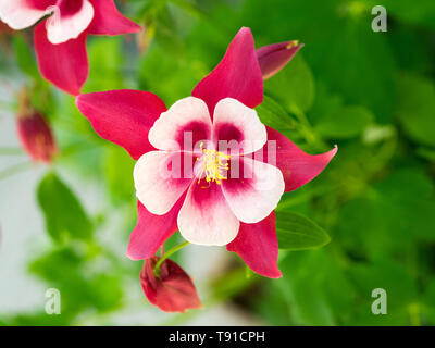 Aquilegia Songbird Kardinal Columbine Blume. Stockfoto