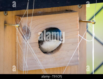 Ein weiblicher Baum schlucken (Tachycineta bicolor) mit den Kopf stossen aus ihrem Nistkasten in Beaumont, Alberta, Kanada Stockfoto