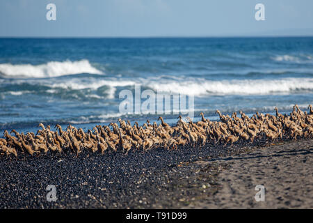 Große Gruppe von Enten zu Hause in der am Abend Keramas Strand (Pantai Keramas), Bali, Indonesien Stockfoto