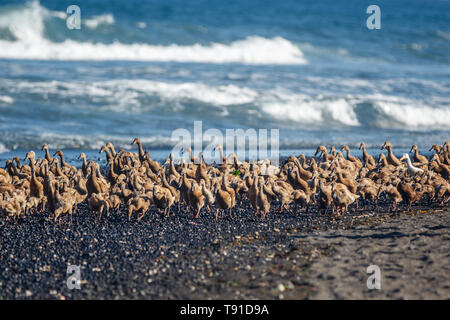 Große Gruppe von Enten zu Hause in der am Abend Keramas Strand (Pantai Keramas), Bali, Indonesien Stockfoto