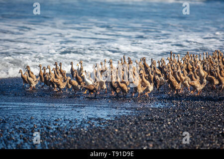 Große Gruppe von Enten zu Hause in der am Abend Keramas Strand (Pantai Keramas), Bali, Indonesien Stockfoto