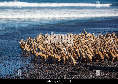 Große Gruppe von Enten zu Hause in der am Abend Keramas Strand (Pantai Keramas), Bali, Indonesien Stockfoto