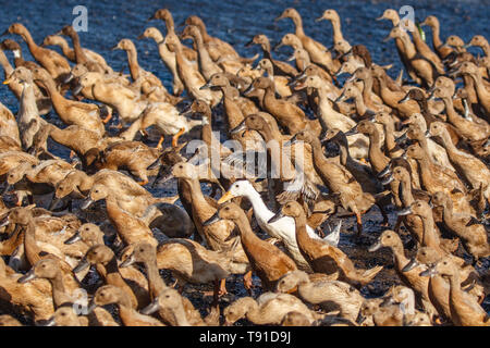 Große Gruppe von Enten zu Hause in der am Abend Keramas Strand (Pantai Keramas), Bali, Indonesien Stockfoto