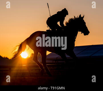 Baltimore, Maryland, USA. 15 Mai, 2019. Ein Pferd Übungen auf der Spur als Pferde für Preakness Woche am Pimlico Rennstrecke in Baltimore vorbereiten. Credit: Csm/Alamy leben Nachrichten Stockfoto