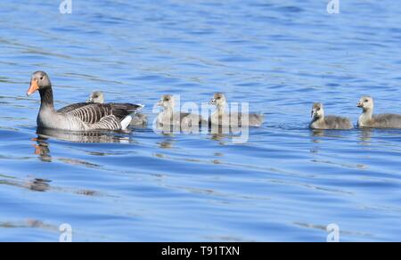 Holz Ende, River Yare, Nr Norwich, England, UK. 16. Mai, 2019.de Wetter-gänschen auf dem River Yare in der Norfolk Broads an einem hellen und luftigen Tag Credit: Kay Roxby/Alamy leben Nachrichten Stockfoto