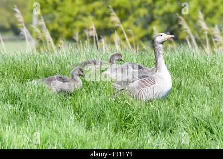 Holz Ende, River Yare, Nr Norwich, England, UK. 16. Mai, 2019.de Wetter-gänschen fest auf üppigen Gras am Ufer des Flusses Yare in der Norfolk Broads an einem hellen und luftigen Tag Credit: Kay Roxby/Alamy leben Nachrichten Stockfoto