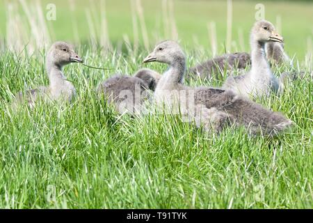 Holz Ende, River Yare, Nr Norwich, England, UK. 16. Mai, 2019.de Wetter-gänschen fest auf üppigen Gras am Ufer des Flusses Yare in der Norfolk Broads an einem hellen und luftigen Tag Credit: Kay Roxby/Alamy leben Nachrichten Stockfoto