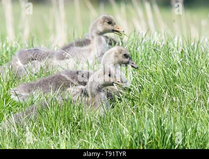 Holz Ende, River Yare, Nr Norwich, England, UK. 16. Mai, 2019.de Wetter-gänschen fest auf üppigen Gras am Ufer des Flusses Yare in der Norfolk Broads an einem hellen und luftigen Tag Credit: Kay Roxby/Alamy leben Nachrichten Stockfoto