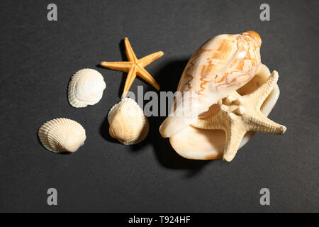 Set of different sea shells and starfish on dark background Stockfoto