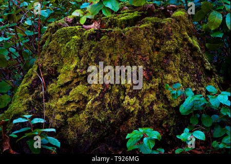 Einstellung mit Wald in der Nähe von großen Baumstumpf in Moos und das Wachstum von Pflanzen bedeckt. Stockfoto