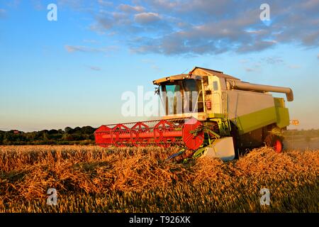 Mähdrescher im Kornfeld ernten Weizen (Triticum), Feld unter blauem Himmel, Saalekreis, Sachsen-Anhalt, Deutschland Stockfoto