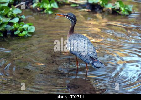 Sunbittern (Eurypyga helias) steht im Wasser, Costa Rica Stockfoto