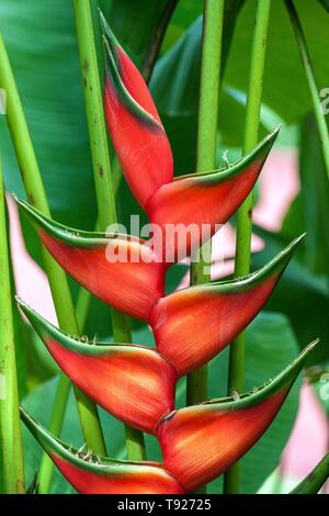 Rote Blume Heliconia (Heliconia wagneriana), Costa Rica Stockfoto