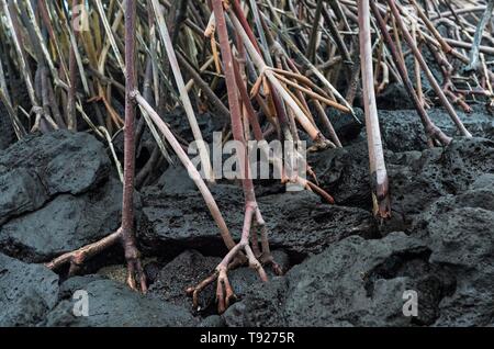 Stelze Wurzeln der rote Mangrove (Rhizophora mangle) wachsen auf schwarze Lava unten, Insel Floreana, Galapagos, Ecuador Stockfoto