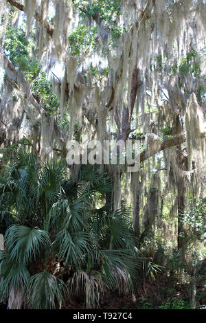 Eine live oak tree drapiert im spanischen Moos in einem Park, Amelia Island, Florida, USA Stockfoto