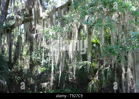 Eine live oak tree drapiert im spanischen Moos in einem Park, Amelia Island, Florida, USA Stockfoto