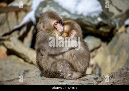 Cubs von japanischen Makaken umarmte. Winter Saison. Die japanischen Makaken, Wissenschaftlicher Name: Macaca fuscata, auch als Snow monkey bekannt. Natürliche Habita Stockfoto