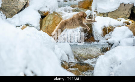 Japanischen Makaken in springen. Wissenschaftlicher Name: Macaca fuscata, auch als Snow monkey bekannt. Natürlicher Lebensraum. Japan Stockfoto