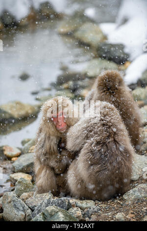 Japanmakaken in der Nähe von natürlichen heißen Quellen. Die japanischen Makaken, Wissenschaftlicher Name: Macaca fuscata, auch als Snow monkey bekannt. Natürliche hab. Stockfoto