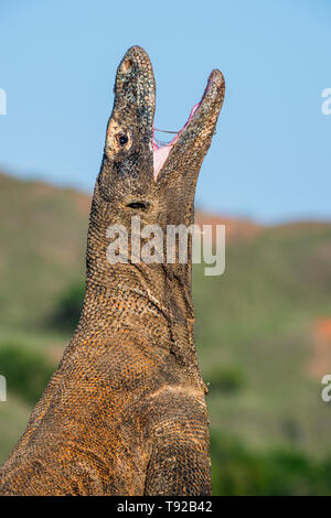 Komodo Dragon hob den Kopf und öffnete den Mund. Wissenschaftlicher Name: Varanus komodoensis, ist es der größte lebende Echse der Welt. Natürliche hab. Stockfoto