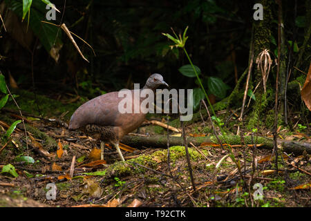 Eine braune Tinamou (Crypturellus Obsoletus) von den Atlantischen Regenwald von SE Brasilien Stockfoto