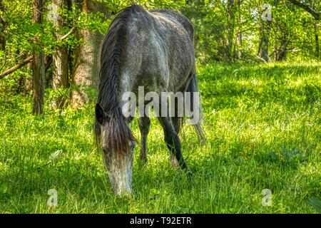 Pferde in einer Bergwiese Stockfoto