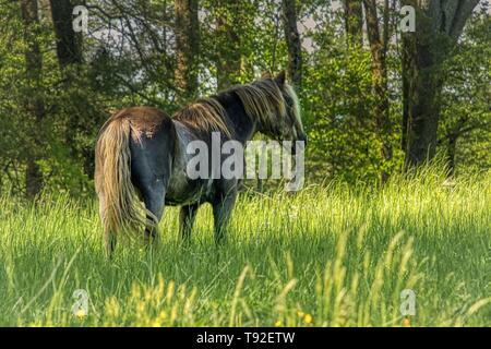 Great Smoky Mountain National Park stabile Pferde Stockfoto