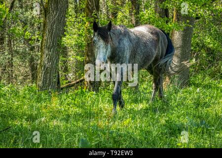 Pferde in einer Bergwiese Stockfoto