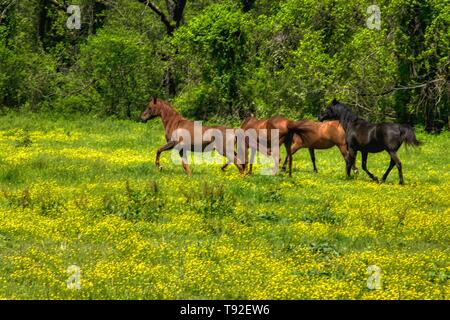 Pferde in einer Bergwiese Stockfoto