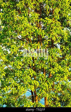 Ein Baum mit lgreen Blätter gefüllt. Im lakeside Pokhara Nepal Stockfoto