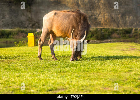 Buffalo essen Gras in Feld am See in Pokhara Nepal Stockfoto