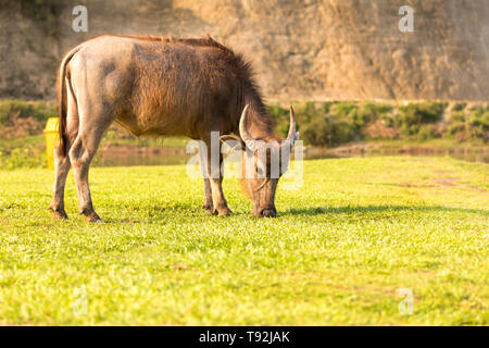 Buffalo essen Gras in Feld am See in Pokhara Nepal Stockfoto