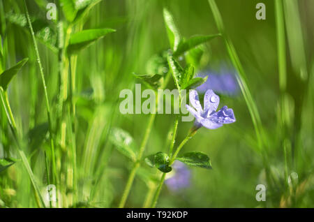 Natürlicher Frühlingshintergrund mit blühenden blauen Muscari Stockfoto