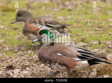 Schöne weibliche und männliche amerikanische Pfeifente Enten schwimmen im Lafarge Lake, British Columbia, Kanada, es ist schön orange und braune Gefieder anzeigen Stockfoto