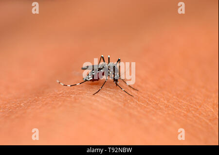 Asiatische Tigermücke, Aedes albopictus, Mahabaleshwar, Maharashtra, Indien. Stockfoto