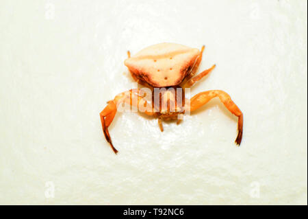 Crab Spider, Thomisus sp, Satara, Maharashtra, Indien. Stockfoto