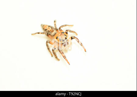 Schwerkörper springende Spinne, Hyllus semicupreus, Weiblich, Satara Maharashtra, Indien. Stockfoto